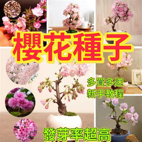 櫻花種植盆栽|櫻花種植盆栽指南：酸鹼度、日照條件、落葉季節全攻。